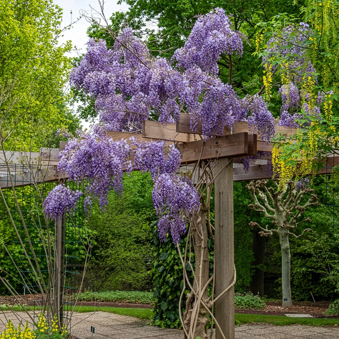 Glycine de Chine 'Prolific' - Une cascade de fleurs bleues
