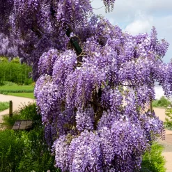 Glycine de Chine 'Prolific' - Une cascade de fleurs bleues