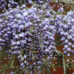 Glycine du Japon 'Black Dragon' - La glycine aux fleurs rares