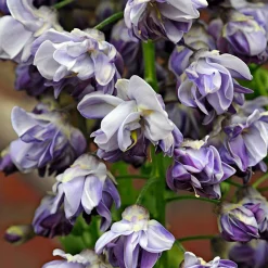 Glycine du Japon 'Black Dragon' - La glycine aux fleurs rares