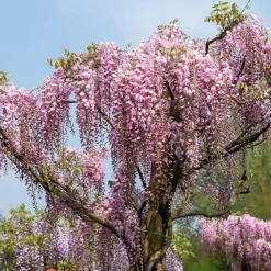 Glycine du Japon Honbeni - Une pergola fleurie de rose
