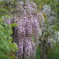 Glycine du Japon Honbeni - Une pergola fleurie de rose
