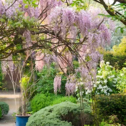 Glycine du Japon Honbeni - Une pergola fleurie de rose