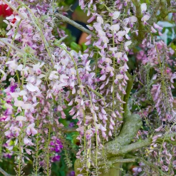 Glycine du Japon Honbeni - Une pergola fleurie de rose
