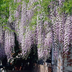 Glycine du Japon 'Naga Noda' - Cascade de fleurs parfumées