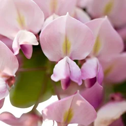 Glycine rose - Cascade rose parfumée