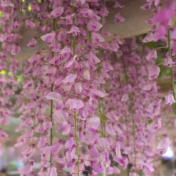 Glycine rose - Cascade rose parfumée