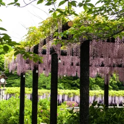 Glycine rose - Cascade rose parfumée
