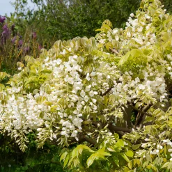 Glycine soyeuse blanche - Une cascade blanche parfumée