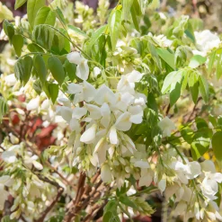 Glycine soyeuse blanche - Une cascade blanche parfumée