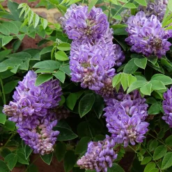 Glycine Toujours en fleurs - Fleurs de juin à septembre