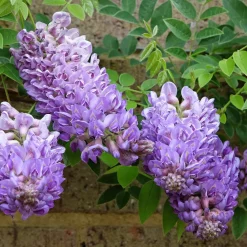 Glycine Toujours en fleurs - Fleurs de juin à septembre