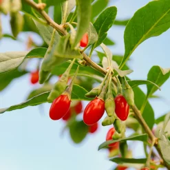 Goji - Vos baies antioxydantes maison