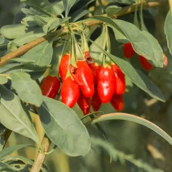 Goji - Vos baies antioxydantes maison