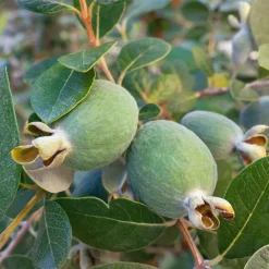 Goyavier du Brésil - Feijoa - Fruits exotiques au jardin