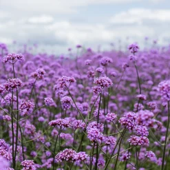 Graines de Verveine Buenos-Aires - Nuage fuchsia tout l'été