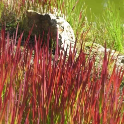 3 Graminées colorées en mélange - Trois couleurs, zéro effort
