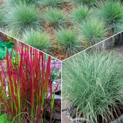 3 Graminées colorées en mélange - Trois couleurs, zéro effort