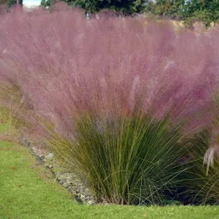 4 graminées décoratives - Du mouvement au jardin
