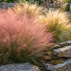 4 graminées décoratives - Du mouvement au jardin