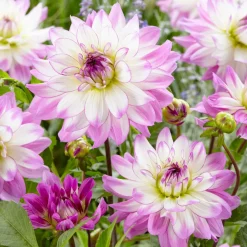5 Grands Dahlias en mélange - Des fleurs XXL tout l'été