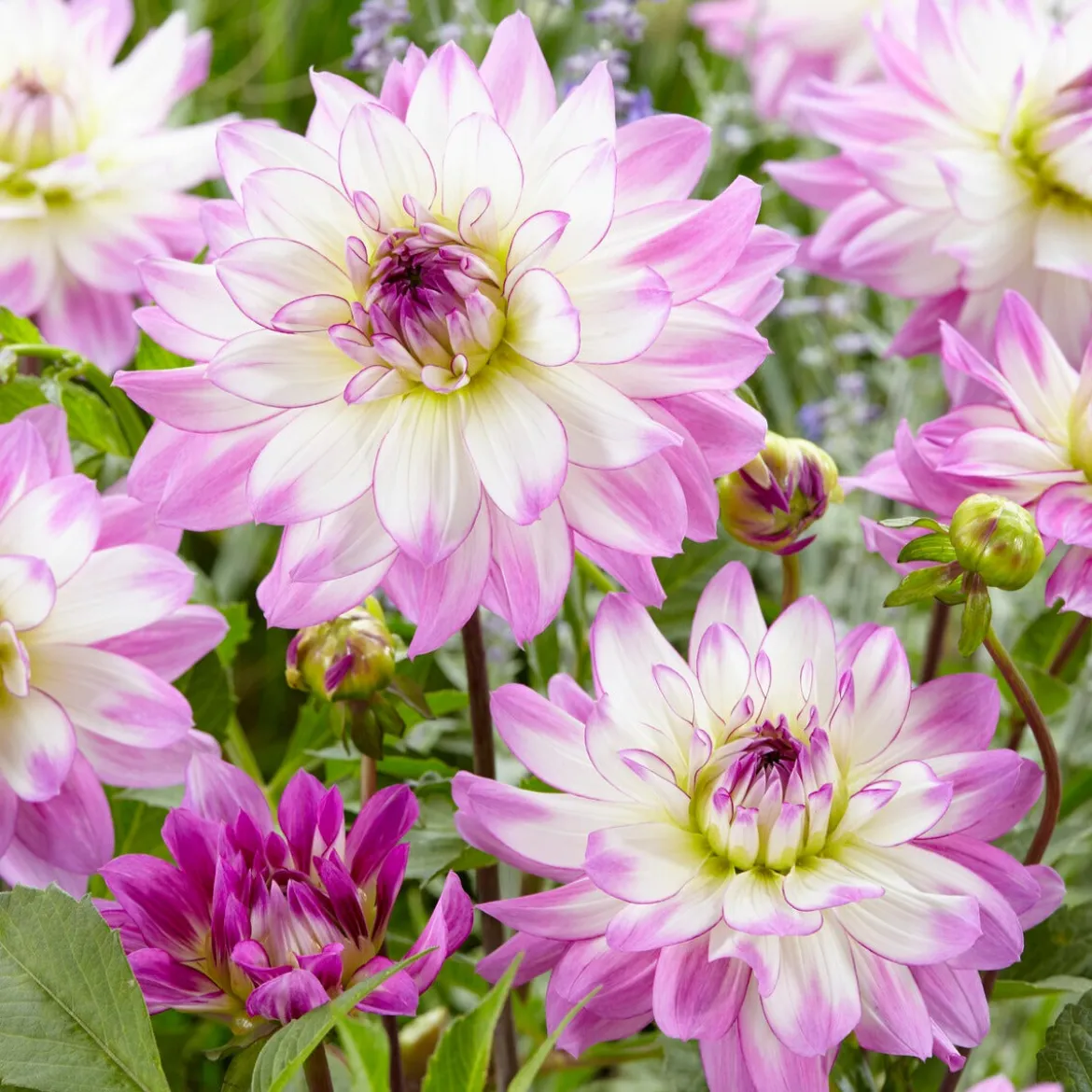 5 Grands Dahlias en mélange - Des fleurs XXL tout l'été