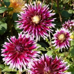5 Grands Dahlias en mélange - Des fleurs XXL tout l'été