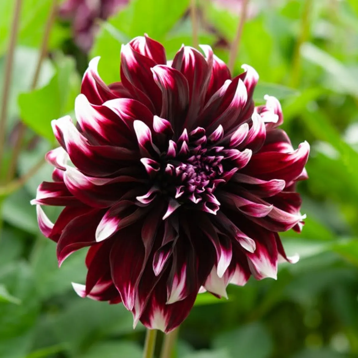 5 Grands Dahlias en mélange - Des fleurs XXL tout l'été