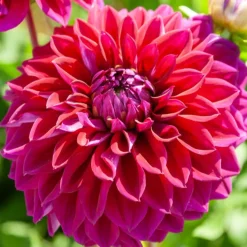 5 Grands Dahlias en mélange - Des fleurs XXL tout l'été