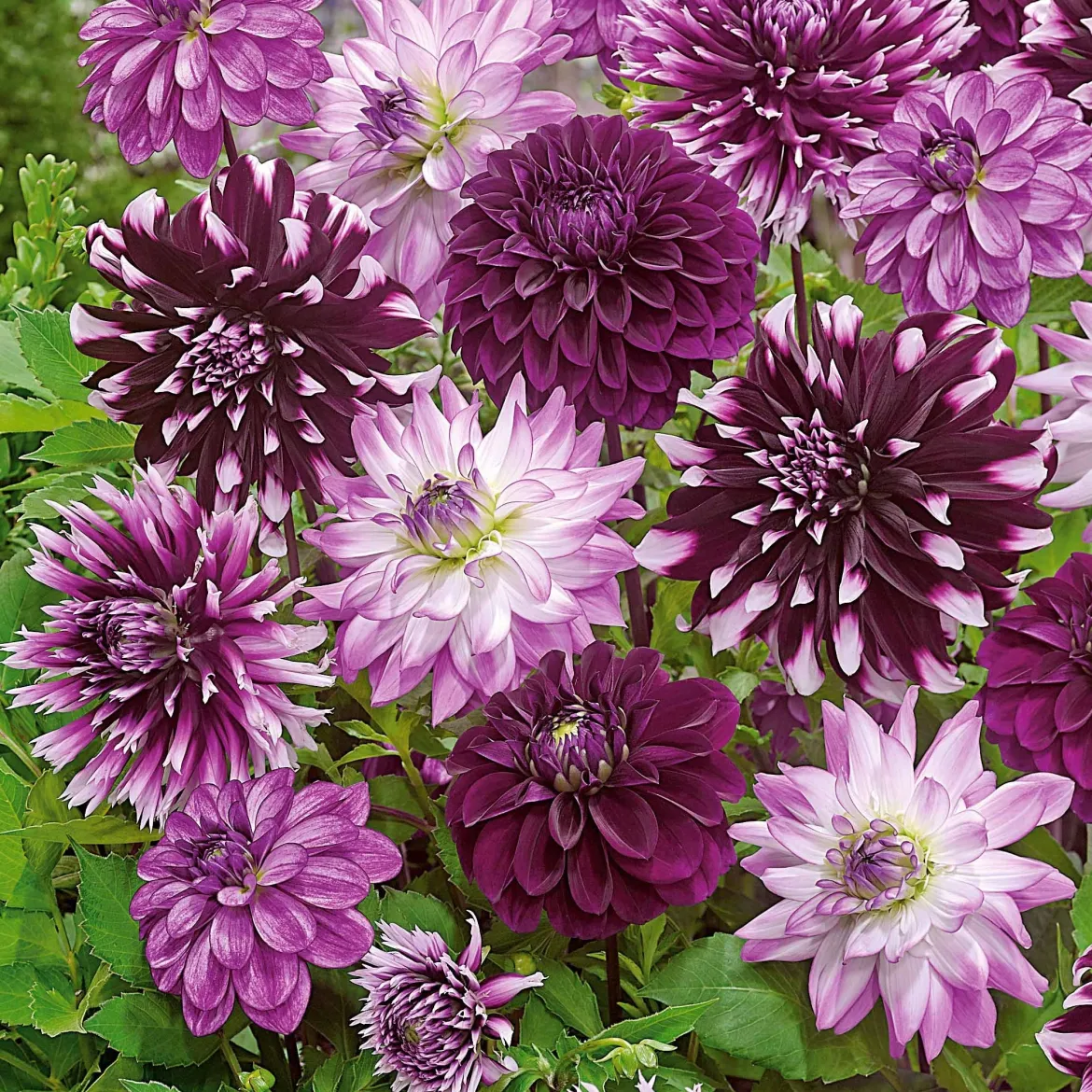5 Grands Dahlias en mélange - Des fleurs XXL tout l'été