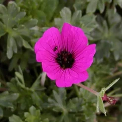 Géranium cendré Splendens - Un tapis fleuri sans effort