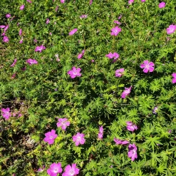 Géranium des marais - Fleurit même les sols humides