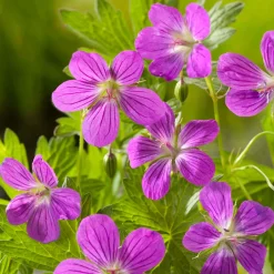 Géranium des marais - Fleurit même les sols humides