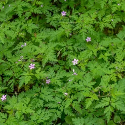 Géranium Herbe à Robert - Le tapis fleuri sans effort