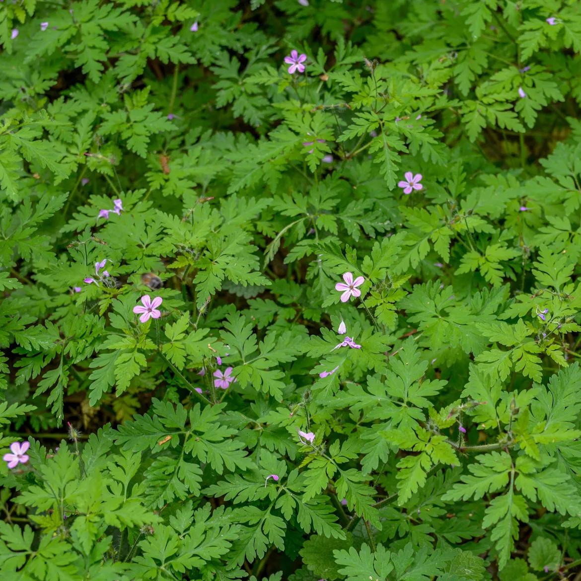 Géranium Herbe à Robert - Le tapis fleuri sans effort