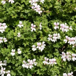Géranium lierre blanc - Cascade blanche tout l'été