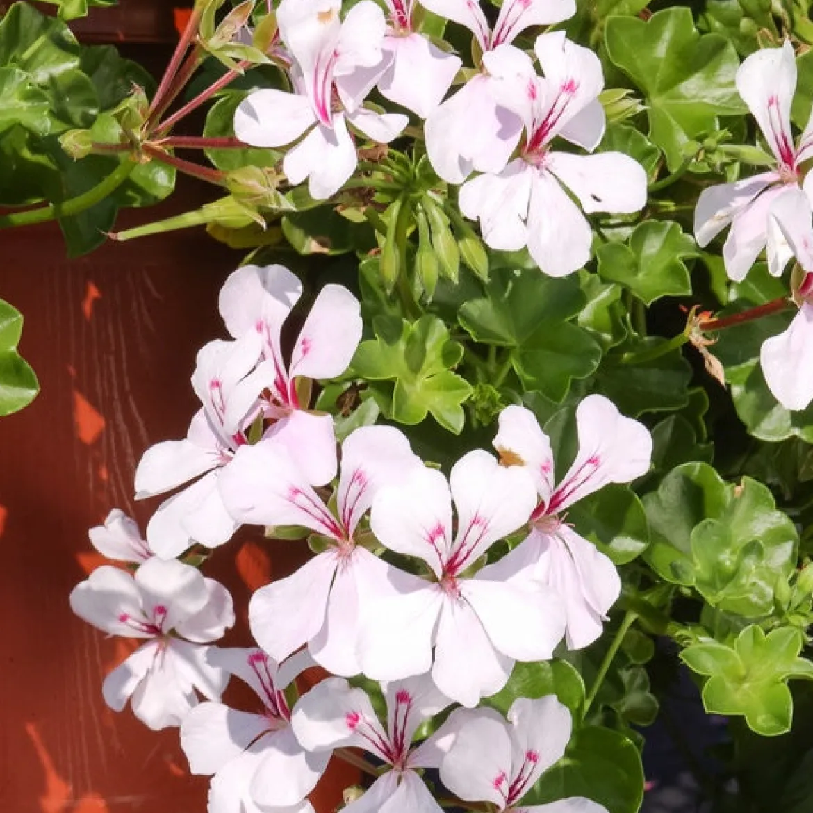 Géranium lierre blanc - Cascade blanche tout l'été
