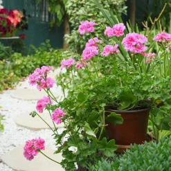 Géranium lierre double rose - Cascade rose tout l'été