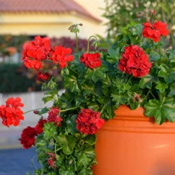 Géranium lierre double rouge - Cascade rouge tout l'été