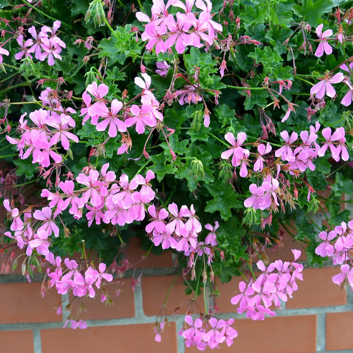 Géranium lierre rose - Balcon fleuri tout l'été
