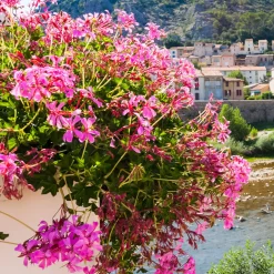Géranium lierre rose - Balcon fleuri tout l'été