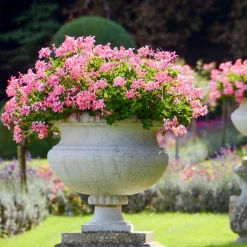 Géranium lierre rose - Balcon fleuri tout l'été