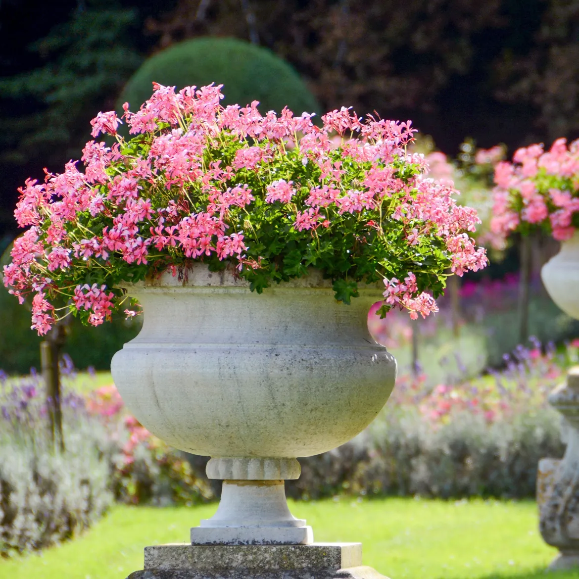 Géranium lierre rose - Balcon fleuri tout l'été