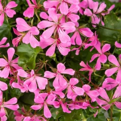 Géranium lierre rose - Balcon fleuri tout l'été