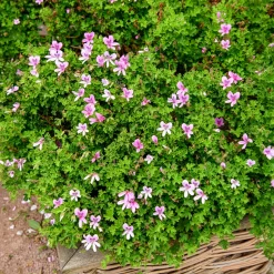 Géranium odorant - Feuillage parfumé au toucher