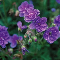 3 Géraniums doubles en mélange - Des fleurs doubles tout l'été