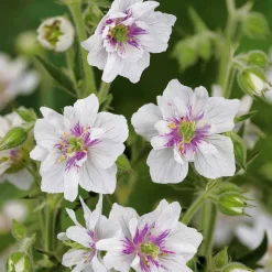 3 Géraniums doubles en mélange - Des fleurs doubles tout l'été
