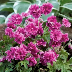 3 Géraniums doubles en mélange - Des fleurs doubles tout l'été