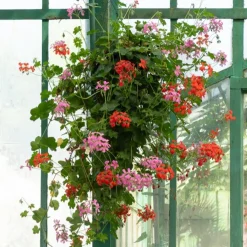 3 Géraniums-lierre rouges - Le balcon rouge tout l'été