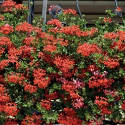 3 Géraniums-lierre rouges - Le balcon rouge tout l'été